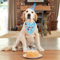 Dog Birthday Party Set - Bandana & Hat with Number